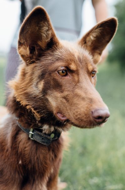 Mixed breed puppy with big ears on a walk at shelter